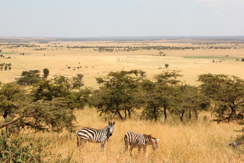 Karatu → Ngorongoro → Serengeti central